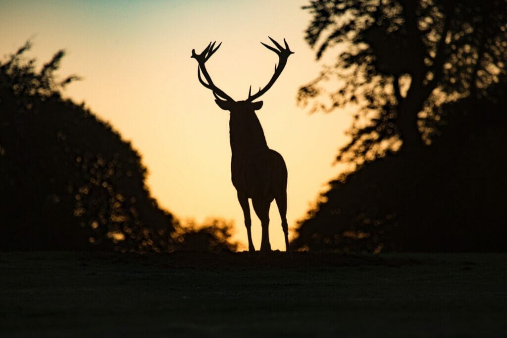 4. Motion-activated Deer Alarm