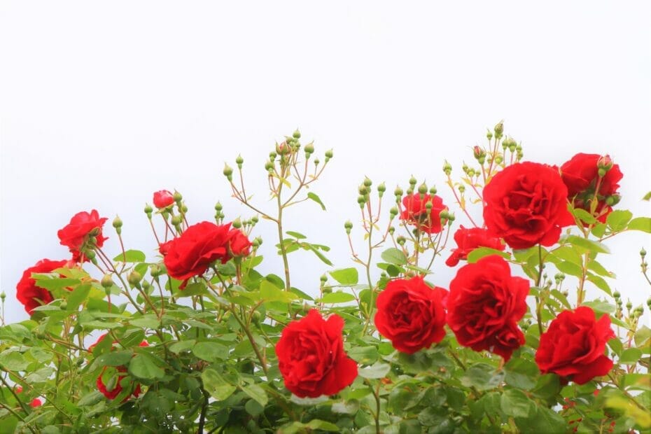 Are Coffee Grounds Good For Roses?