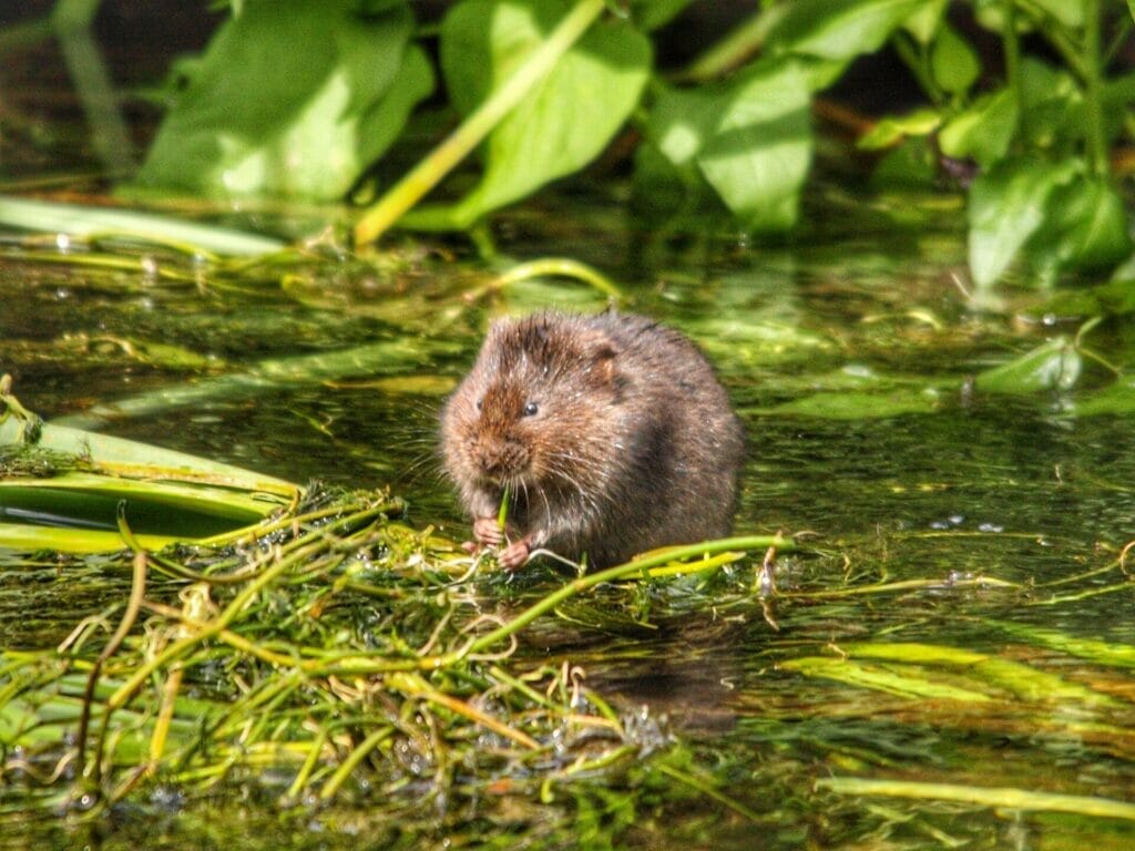 What Are Voles And What Do They Do To Your Garden?