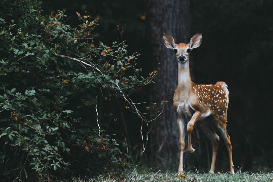 Do Coffee Grounds Keep Deer Away?