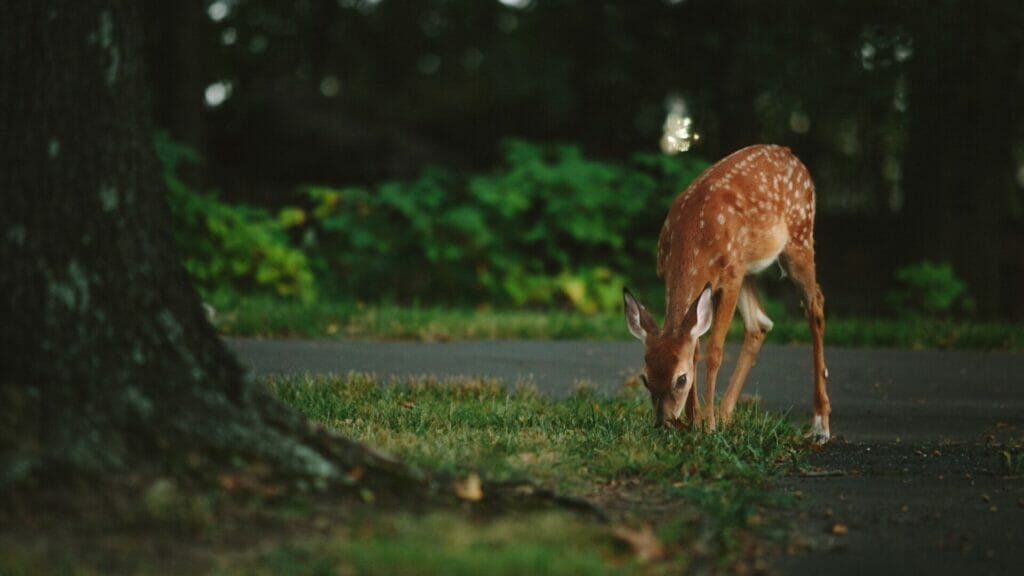 Why Is Coffee Grounds Used As A Deer Repellent?