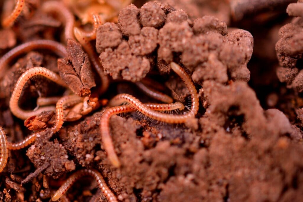 Do Worms Attract Coffee Grounds?