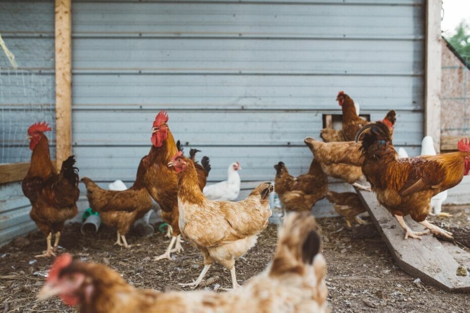 Can Chicken eat Coffee Grounds?