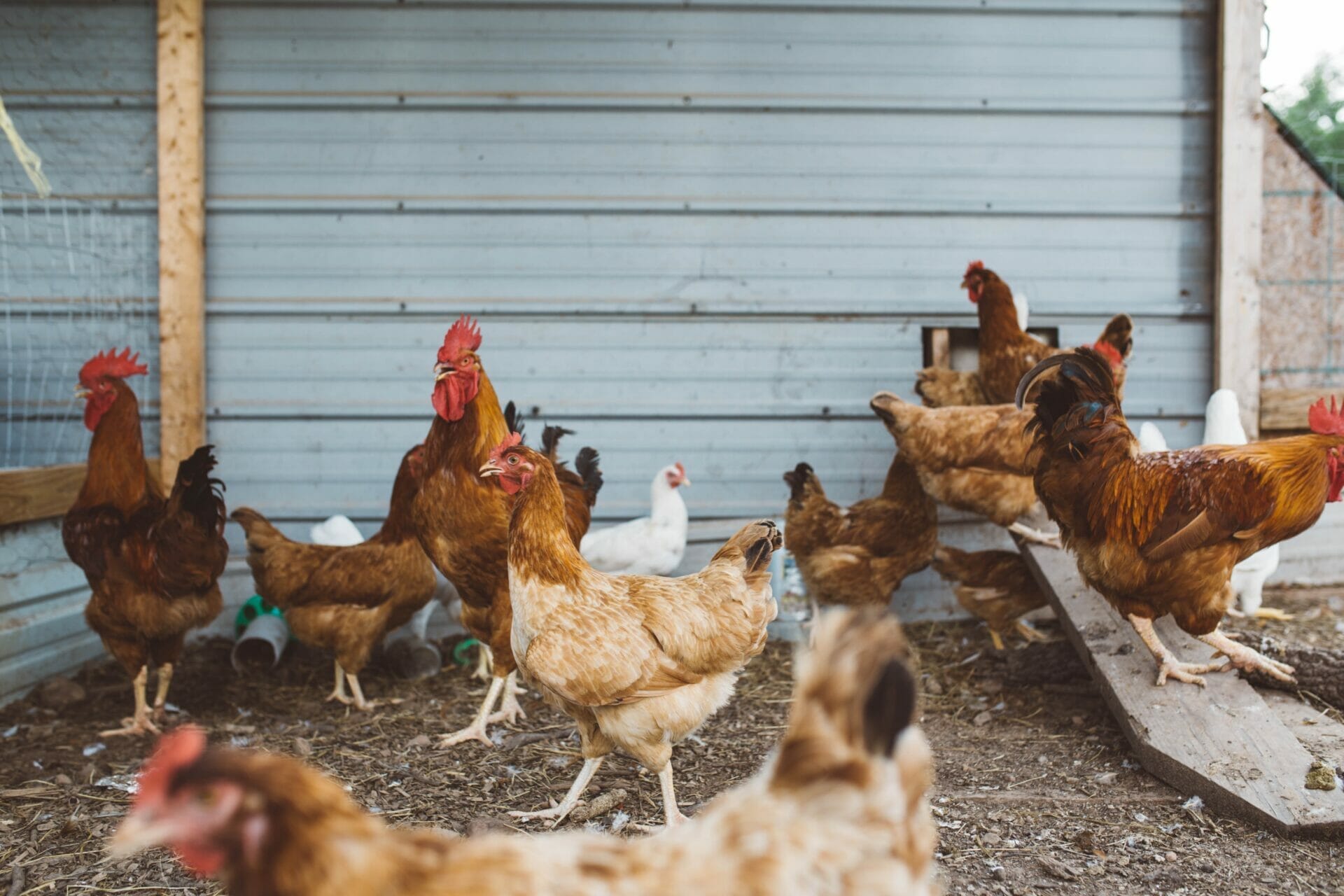 Can Chickens Eat Coffee Grounds?