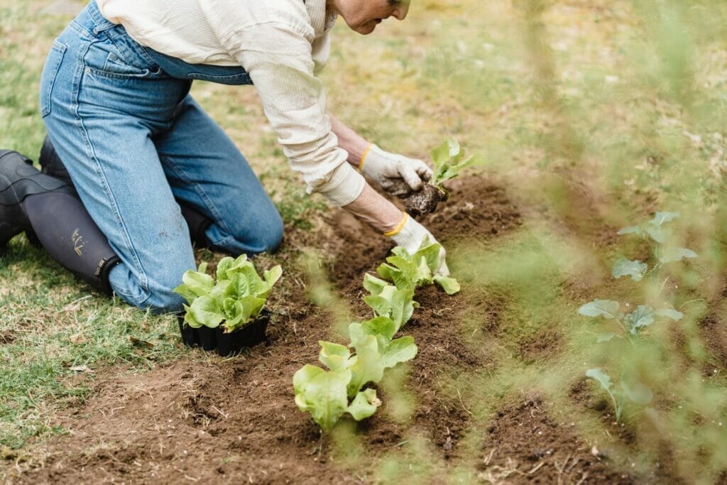 Why Do You Use Coffee Grounds In Your Garden?