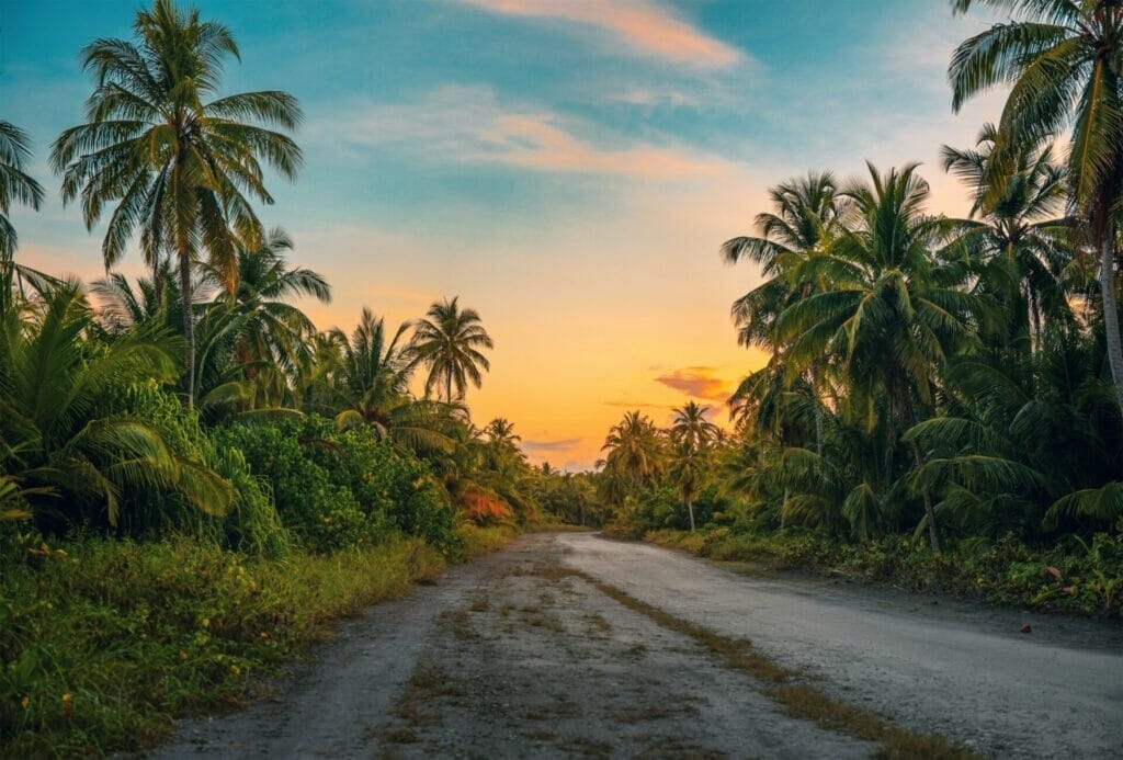 How Can Coffee Grounds Benefit Palm Trees?