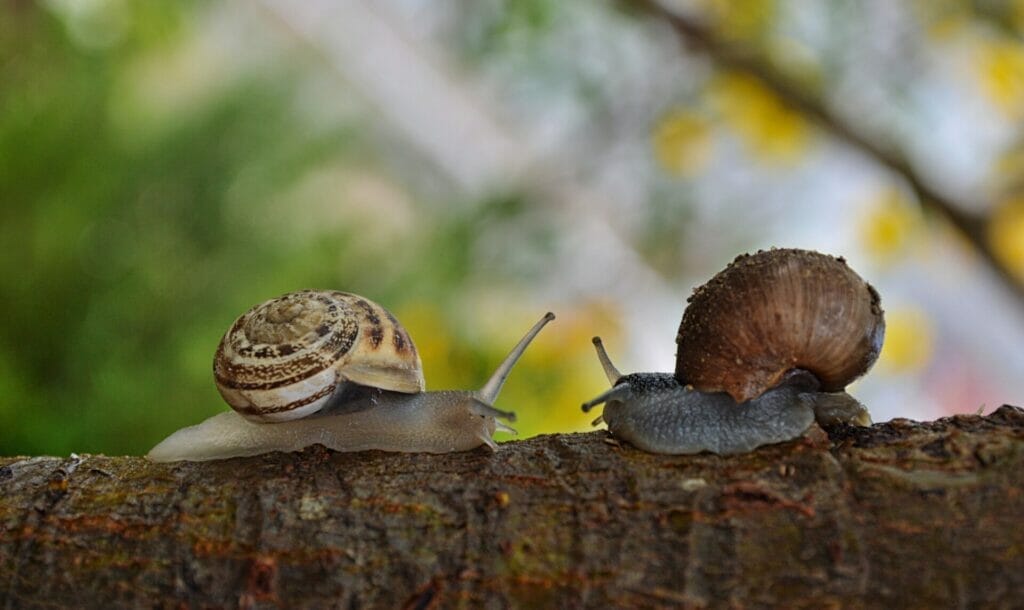 Plants Can Be Protected From Slugs And Snails