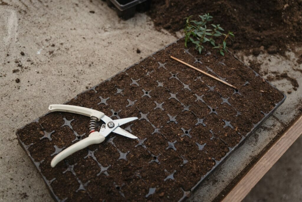 Seedlings Are Prevented From Growing